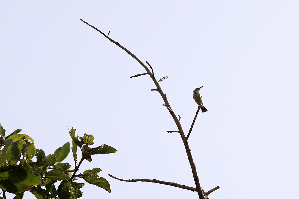 Sunbird